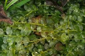 Attēlu rezultāti vaicājumam “Plagiomnium affine sporophyte”