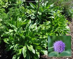 Attēlu rezultāti vaicājumam “Succisa pratensis flower”