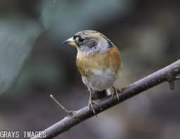 Image result for England Staffordshire Birding Club