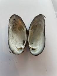 Attēlu rezultāti vaicājumam “Unio crassus”