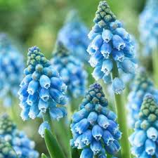 Attēlu rezultāti vaicājumam “Muscari armeniacum flower”