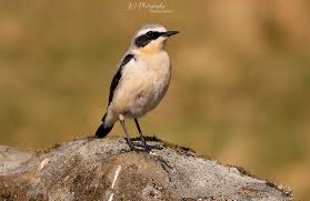 Attēlu rezultāti vaicājumam “Oenanthe oenanthe male”