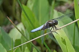 Attēlu rezultāti vaicājumam “Libellula quadrimaculata eggs”
