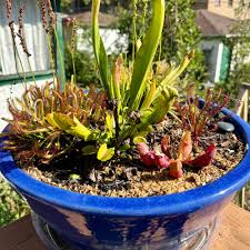 Attēlu rezultāti vaicājumam “Drosera x obovata”