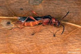 Attēlu rezultāti vaicājumam “Necydalis major”