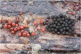 Attēlu rezultāti vaicājumam “Enerthenema papillatum macro”