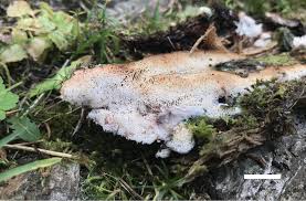 Attēlu rezultāti vaicājumam “Ceriporiopsis resinascens”