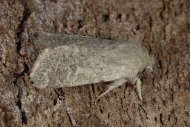 Attēlu rezultāti vaicājumam “Orthosia cruda”