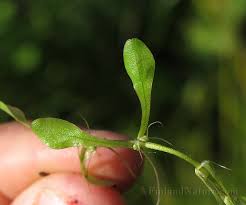 Attēlu rezultāti vaicājumam “Callitrichaceae”