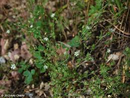 Attēlu rezultāti vaicājumam “Arenaria serpyllifolia flower”