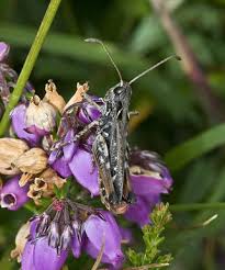 Attēlu rezultāti vaicājumam “Myrmeleotettix maculatus”