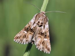 Attēlu rezultāti vaicājumam “Calophasia lunula”