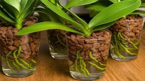 Image result for Lanreath Smbc