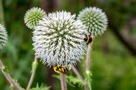 Attēlu rezultāti vaicājumam “Echinops sphaerocephalus flower”