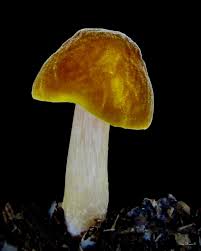 Attēlu rezultāti vaicājumam “Pluteus leoninus”