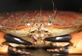 Image result for Cancer pagurus