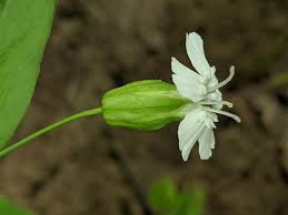 Attēlu rezultāti vaicājumam “Silene tatarica leaf”