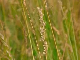 Attēlu rezultāti vaicājumam “Cynosurus cristatus flower”
