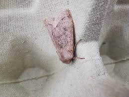 Attēlu rezultāti vaicājumam “Orthosia sp.”