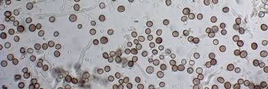 Attēlu rezultāti vaicājumam “Phleogena faginea”