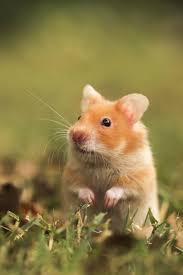 Afbeeldingsresultaat voor hamsters