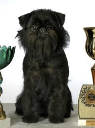 Image result for brüsseler giffon