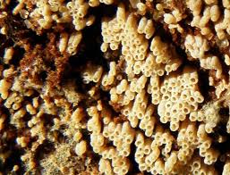 Attēlu rezultāti vaicājumam “Henningsomyces candidus”