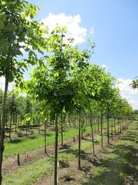 Attēlu rezultāti vaicājumam “Cladrastis kentukea”