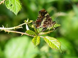 Attēlu rezultāti vaicājumam “Araschnia levana upperside”