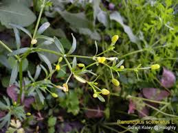 Attēlu rezultāti vaicājumam “Ranunculus sceleratus fruit”