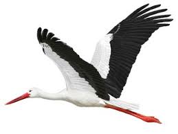 Attēlu rezultāti vaicājumam “Ciconia ciconia”