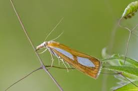 Attēlu rezultāti vaicājumam “Catoptria permutatellus”