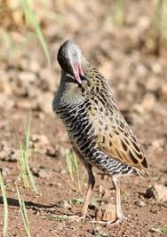 Attēlu rezultāti vaicājumam “Crex crex adult”