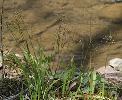 Attēlu rezultāti vaicājumam “Luzula luzuloides fruit”