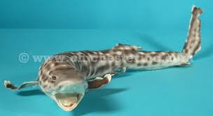 Image result for Chichester Sharks