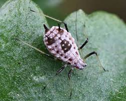 Attēlu rezultāti vaicājumam “Macrosiphoniella absinthii”