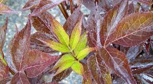 Attēlu rezultāti vaicājumam “Sambucus nigra leaf”