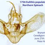Attēlu rezultāti vaicājumam “Eulithis populata”