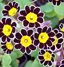 Attēlu rezultāti vaicājumam “Primula x polyantha”