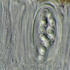 Attēlu rezultāti vaicājumam “Ramalina fastigiata”