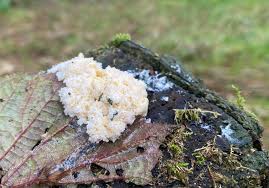 Attēlu rezultāti vaicājumam “Trichia ambigua stalked”