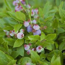 Attēlu rezultāti vaicājumam “Vaccinium angustifolium”
