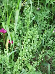 Attēlu rezultāti vaicājumam “Armeria vulgaris leaf”