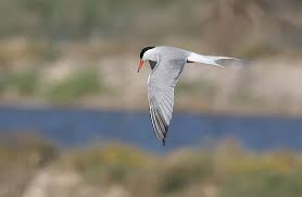 Image result for Sterna hirundo