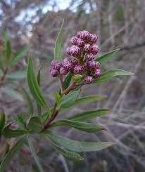Attēlu rezultāti vaicājumam “Achillea salicifolia”