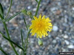 Attēlu rezultāti vaicājumam “Crepis tectorum”