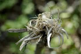 Attēlu rezultāti vaicājumam “Saturnia pavonia cocoon”