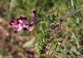 Attēlu rezultāti vaicājumam “Fumaria officinalis flower”