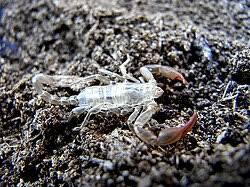 Attēlu rezultāti vaicājumam “exuvia”