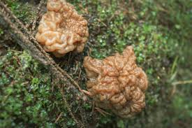Attēlu rezultāti vaicājumam “Gyromitra gigas”